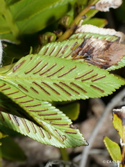 Asplenium obtusatum