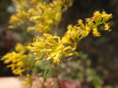 Solidago tortifolia