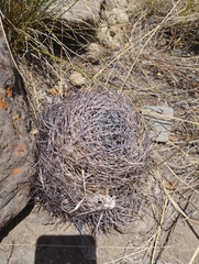 Eriosyce curvispina