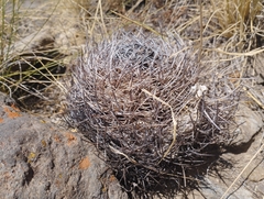 Eriosyce curvispina