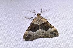 Pseudocoremia pergrata