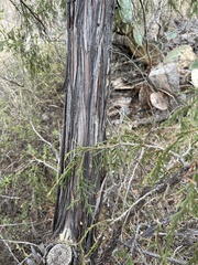 Juniperus flaccida