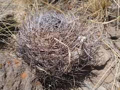 Eriosyce curvispina