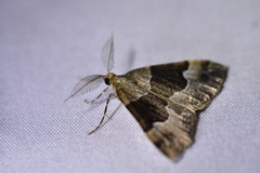 Pseudocoremia pergrata