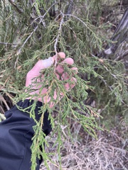 Juniperus flaccida