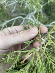 Walshomyia juniperina