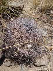 Eriosyce curvispina