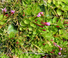 Epilobium confertifolium
