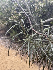 Eriodictyon altissimum