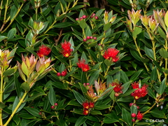 Metrosideros umbellata