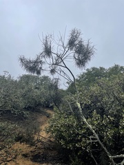 Eriodictyon altissimum