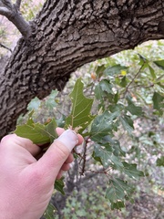 Quercus gravesii