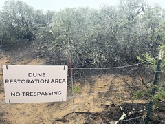 Eriodictyon altissimum