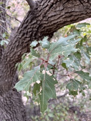 Quercus gravesii