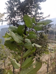 Lagerstroemia parviflora