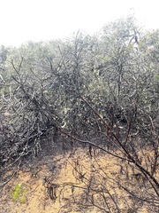 Eriodictyon altissimum