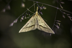 Epidesmia hypenaria