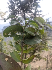Lagerstroemia parviflora