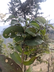 Lagerstroemia parviflora