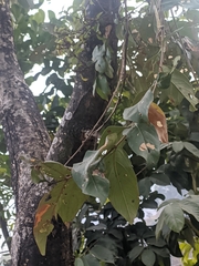 Lagerstroemia parviflora