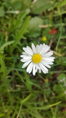 Bellis perennis