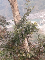 Lagerstroemia parviflora