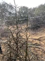 Eriodictyon altissimum