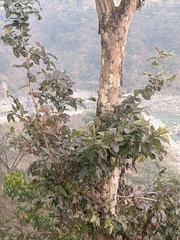Lagerstroemia parviflora