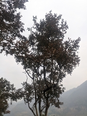 Lagerstroemia parviflora