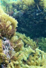 Notolabrus parilus