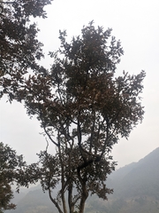 Lagerstroemia parviflora