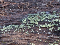 Chlorosplenium chlora