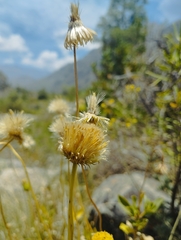 Haplopappus velutinus