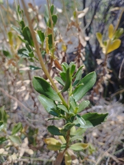 Haplopappus velutinus