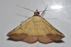 Hemeroplanis scopulepes