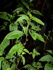 Clidemia minutiflora