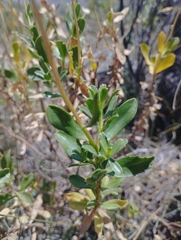 Haplopappus velutinus