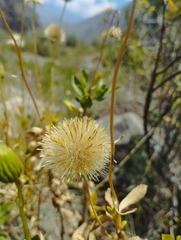Haplopappus velutinus