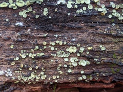 Chlorosplenium chlora