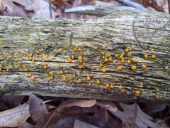 Dacrymyces minor