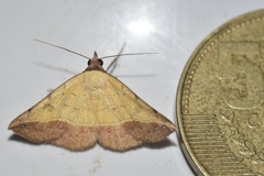 Hemeroplanis scopulepes