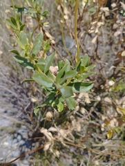 Haplopappus velutinus