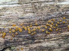 Dacrymyces minor