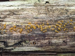 Dacrymyces minor
