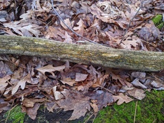 Dacrymyces minor