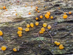 Dacrymyces minor