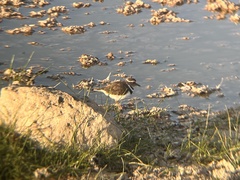 Charadrius tricollaris