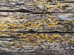 Dacrymyces minor