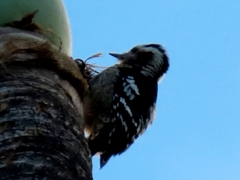 Yungipicus canicapillus