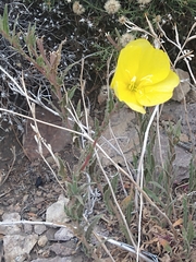 Oenothera